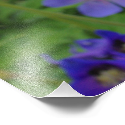 Impression Photo Fleurs de larkspur de Nuttall (Coin)