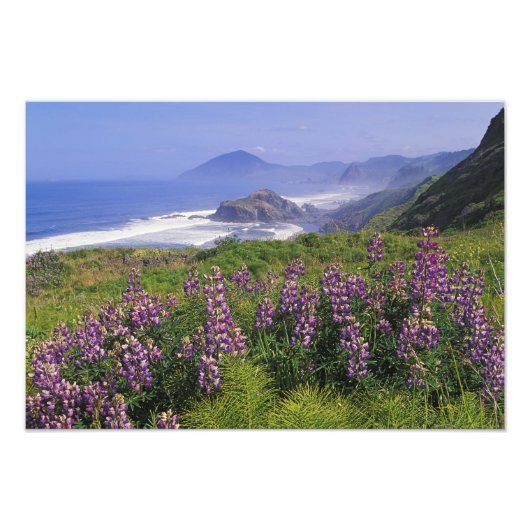 Impression Photo Fleurs de lupin et littoral accidenté le long (Devant)