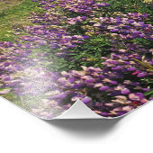 Impression Photo Fleurs de lupin et littoral accidenté le long (Coin)