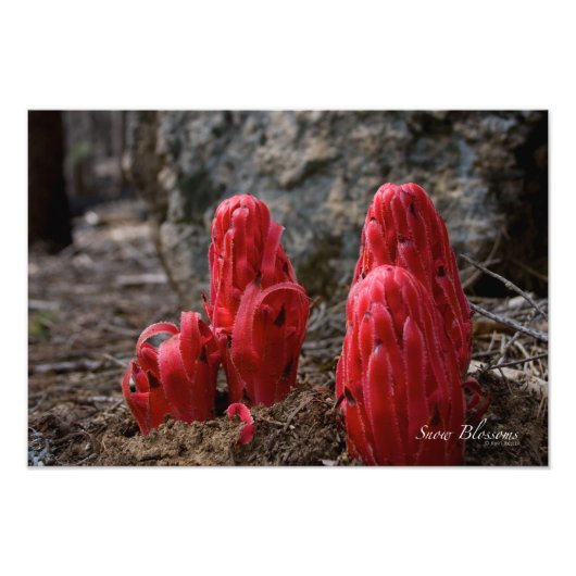 Impression Photo Fleurs de neige (Devant)