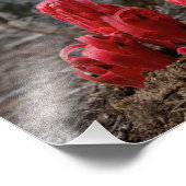 Impression Photo Fleurs de neige (Coin)