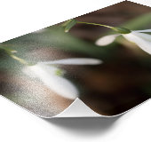 Impression Photo Fleurs de neige (Coin)