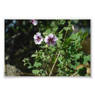 Impression Photo Fleurs de observation