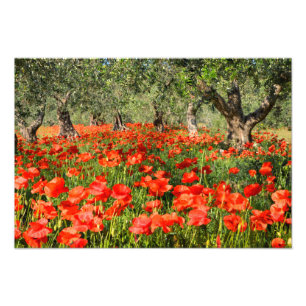 Impression Photo Fleurs de pavot rouge sous les vieux oliviers