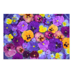 Impression Photo Fleurs de pensée flottant dans un bain d'oiseaux a