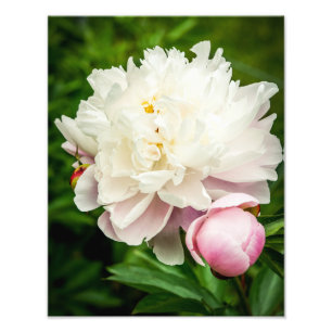 Impression Photo Fleurs de pivoine