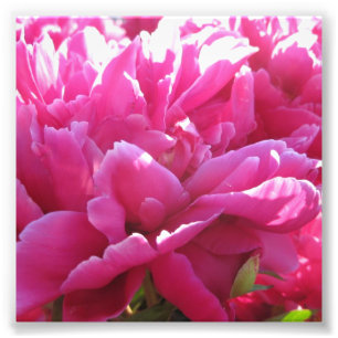 Impression Photo Fleurs de pivoine rose vif
