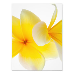 Impression Photo Fleurs de Plumeria Frangipani jaune blanc hawaïen