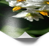 Impression Photo Fleurs de pomme de terre Imprimer (Coin)