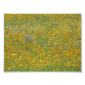 Impression Photo Fleurs de prairie