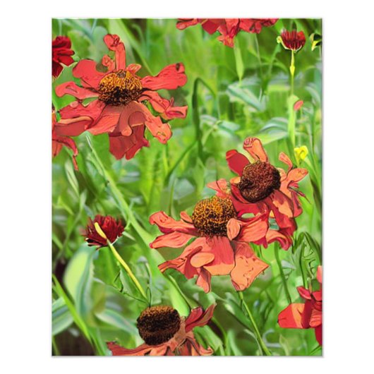 IMPRESSION PHOTO FLEURS DE RUDBECKIA ROUGES (Devant)