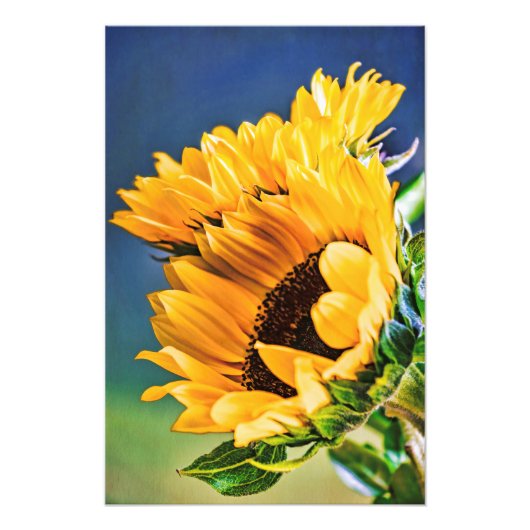 Impression Photo Fleurs de soleil rayonnantes (Devant)