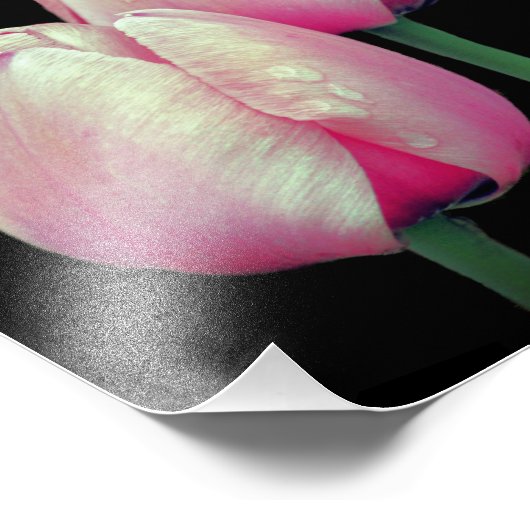 Impression Photo Fleurs de tulipe rose 8x10 (Coin)