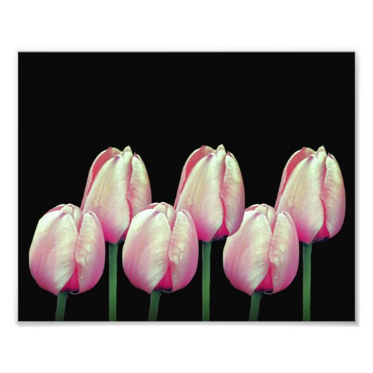 Impression Photo Fleurs de tulipe rose 8x10 (Devant)