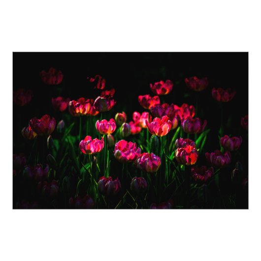Impression Photo Fleurs de tulipe roses (Devant)