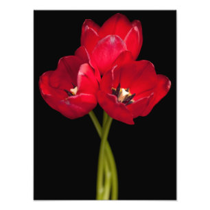 Impression Photo Fleurs de tulipe rouge Floral Arrière - plan noir