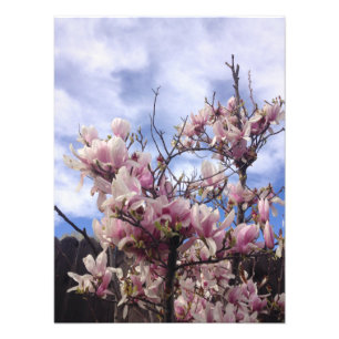 Impression Photo Fleurs de tulipes. Magnolia soulangeana