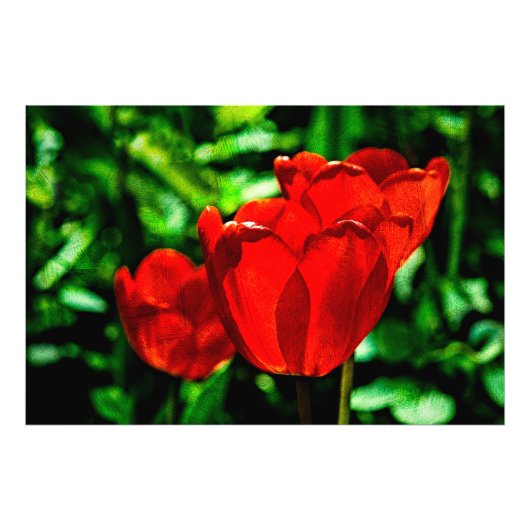 Impression Photo Fleurs de tulipes rouges (Devant)