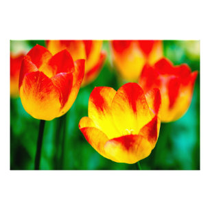 Impression Photo Fleurs de tulipes rouges jaunes
