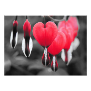 Impression Photo Fleurs des Coeurs Saignants : Couleur Rouge Splash