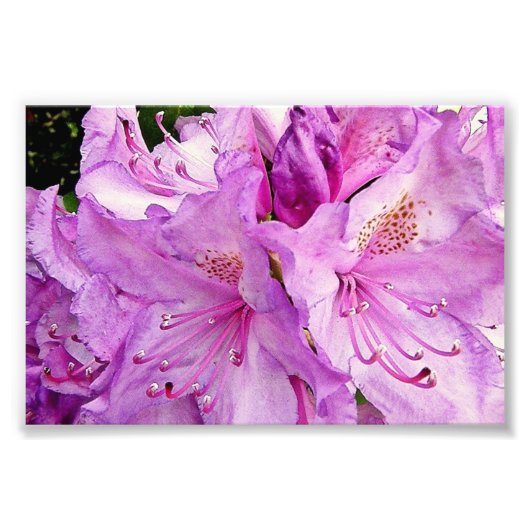 Impression Photo Fleurs d'été (Devant)