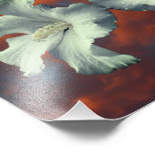Impression Photo Fleurs D'Hibiscus Blanches Sur Un Ciel Dramatique (Coin)