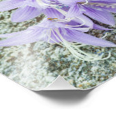 Impression Photo fleurs d'hosta lavande en pleine floraison (Coin)