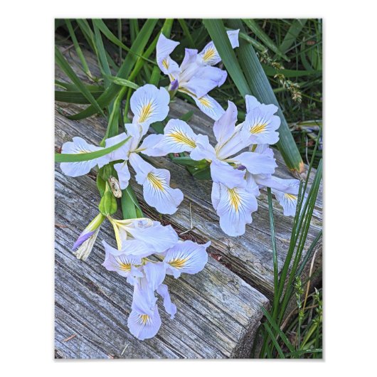 Impression Photo Fleurs d'Iris Violet Clair (Devant)