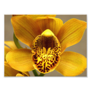 Impression Photo Fleurs d'orchidées jaunes