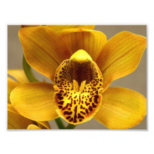 Impression Photo Fleurs d'orchidées jaunes (Devant)