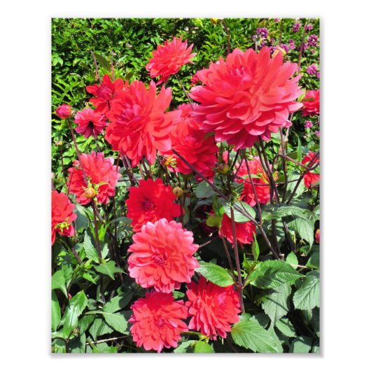 IMPRESSION PHOTO FLEURS DU JARDIN DE PAYS (Devant)