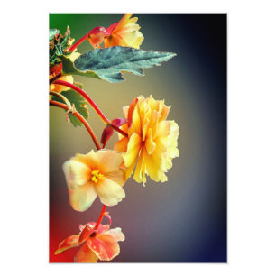 Impression Photo Fleurs, Fleurs Jaunes, Pétales-63158