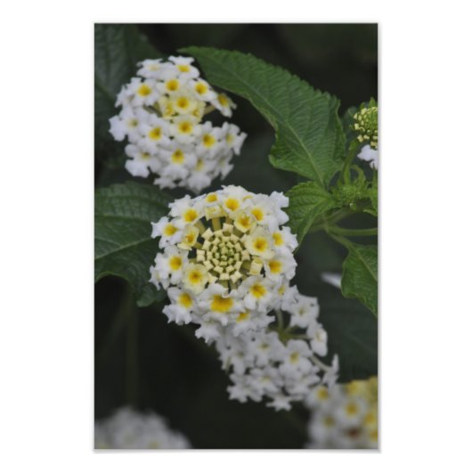 Impression Photo Fleurs - Flores (Devant)