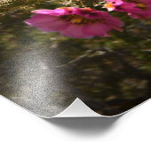 Impression Photo Fleurs florissantes de cactus de cholla (Coin)