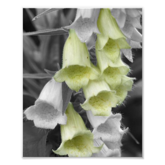 Impression Photo Fleurs Foxglove Couleur partielle 8x10 (Devant)