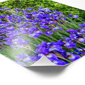 Impression Photo Fleurs Iris Violettes Sur Le Trottoir (Coin)