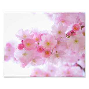 Impression Photo Fleurs japonaises de cerises