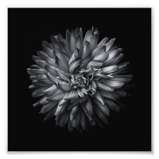 Impression Photo Fleurs jardins En Noir Et Blanc 20 (Devant)