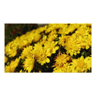 Impression Photo Fleurs jaunes