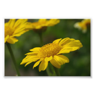 Impression Photo Fleurs jaunes