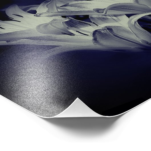 Impression Photo Fleurs Lys En Noir Et Blanc 8x10 (Coin)