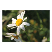 Impression Photo Fleurs marguerites blanches (Devant)