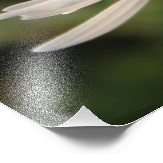 Impression Photo Fleurs marguerites blanches (Coin)