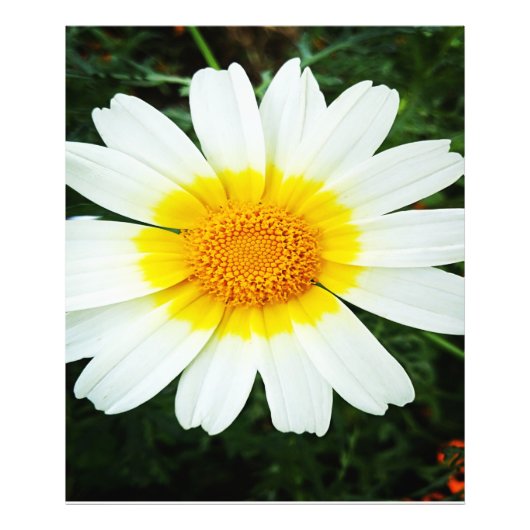 Impression Photo Fleurs marguerites hivernales (Devant)