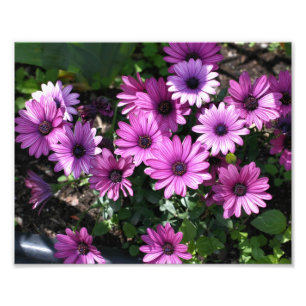 Impression Photo Fleurs marguerites violettes africaines 8x10