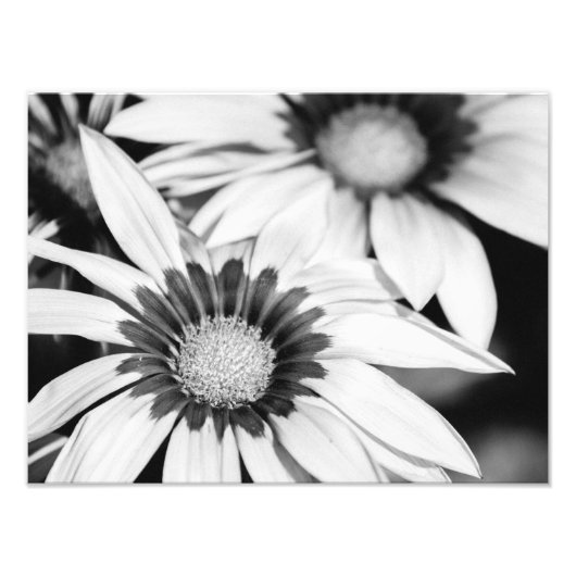Impression Photo Fleurs noires et blanches (Devant)