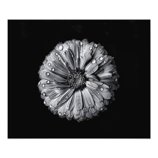 Impression Photo Fleurs Noires Et Blanches 10 (Devant)