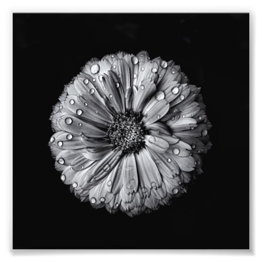 Impression Photo Fleurs Noires Et Blanches 10 (Devant)