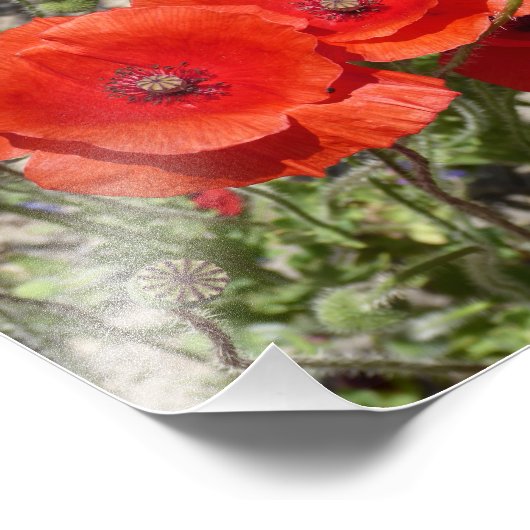 IMPRESSION PHOTO FLEURS POPPY (Coin)