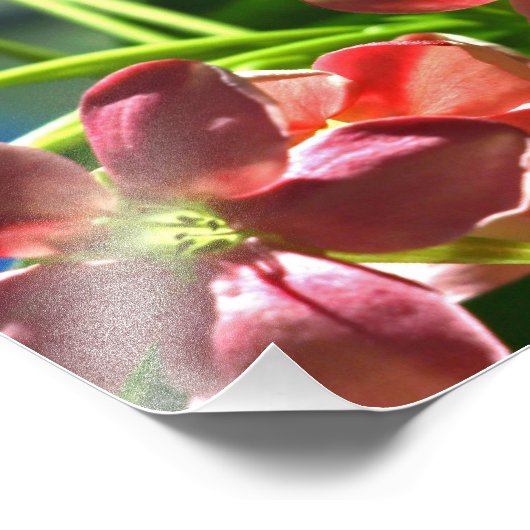 Impression Photo Fleurs Rangoon Creeper (Coin)